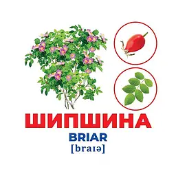 Набір розвиваючих карток Геній з пелюшок Дерева та чагарники Ранок 10107196, 17 карток - мініатюра 3