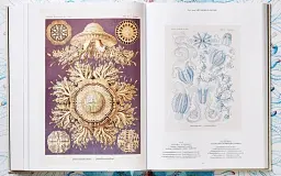 The Art and Science of Ernst Haeckel - мініатюра 12