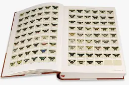 Iconotypes. A compendium of butterflies and moths. Jones’s Icones Complete - мініатюра 4