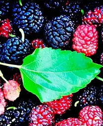 Саджанець Agro-Market Шовковиця великоплідна Шеллі (літній сорт, ранній термін дозрівання) (25938) 1 шт. в упаковці - мініатюра 2