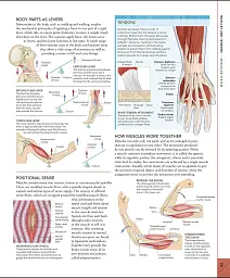 The Human Body Book - мініатюра 5