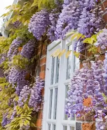 Гліцинія Agro-Market Wisteria chinensis Prolific С2 3-річна китайська висота 60-100 см 1 саджанець в упаковці (185271) - мініатюра 4