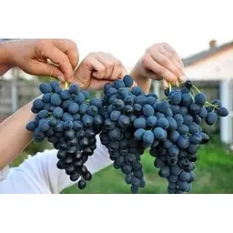Саджанець Agro-Market Виноград Молдова (пізній термін дозрівання, добре зберігається до 180 днів і транспортується) 1 шт. в упаковці (19799) - мініатюра 5