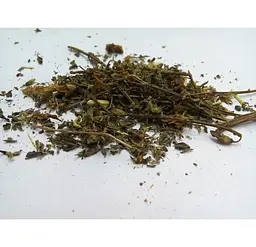 Дрік красильний Жовтило Дрок Трава Genista tinctoria - мініатюра 1