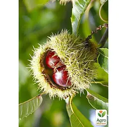 Саджанець Agro-Market Каштан їстівний Неаполітанський (49863) - мініатюра 2