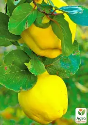 Саджанець Agro-Market Айва яблукоподібна Анжерська (осінній сорт, ранній термін дозрівання) 1 шт. в упаковці (178122) - мініатюра 2