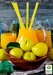 Саджанець Agro-Market Слива Біла медова (літній сорт, ранній термін дозрівання) 1 шт. в упаковці (17580) - мініатюра 4