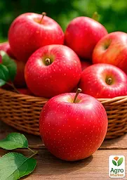 Саджанець Agro-Market Яблуня Пінова (зимовий сорт, пізній термін дозрівання) 1 шт. в упаковці (20953) - мініатюра 2