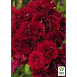 Саджанець Agro-Market Гвоздика Махрова Sunflor Red Bull (контейнер № 10 висота 10 см) (51629) 1 шт. в упаковці - мініатюра 2