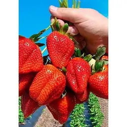 Саджанець Agro-Market Полуниця Ерос 5шт (середній термін дозрівання) (37306) - мініатюра 7