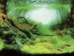 Акваріумний задній фон Aqua Nova Рослини/Океан 60x30 см (PLANTS/OCEAN S) - мініатюра 3