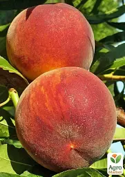 Саджанець Agro-Market Персик Харбінгер (великоплідний сорт, ранній термін дозрівання) 1 шт. в упаковці (61963) - мініатюра 2