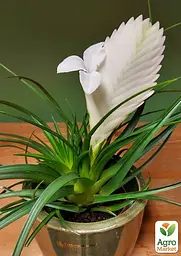 Саджанець Agro-Market Тіландсія Biancini (Tillandsia Cyanea) кімнатна 1 шт. в упаковці (179935) - мініатюра 4