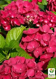 Саджанець Agro-Market LMTD Гортензія крупнолиста квітуча 2-х річна Early Rood (20-30см) (62420) - мініатюра 3