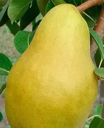 Саджанець Agro-Market Груша Яблунівська (зимовий сорт, пізній термін дозрівання) (39896) 1 шт. в упаковці - мініатюра 2