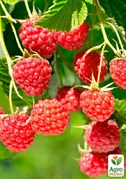 Саджанець Agro-Market Малина Зева (ремонтантний високоврожайний сорт) 2 саженца в упаковке шт. (177733) - мініатюра 2