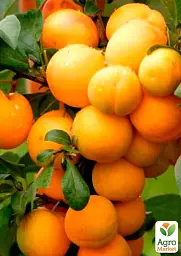 Саджанець Agro-Market Слива колоновидна жовта медова (літній сорт) 1 шт. в упаковці (45316) - мініатюра 2