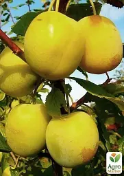 Саджанець Agro-Market Слива Біла медова (літній сорт, ранній термін дозрівання) 1 шт. в упаковці (17580) - мініатюра 3