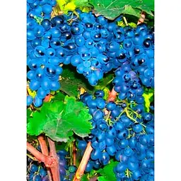 Саджанець Agro-Market Виноград Антей Магарача (винний, ранньо-середній термін дозрівання, має мускатний насичений смак) 1 шт. в упаковці (35270) - мініатюра 2