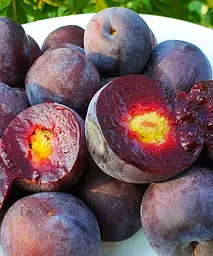 Сливово-вишневий гібрид Мейнор Agro-Market 1 саджанець в упаковці (47208) - мініатюра 2