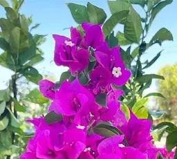 Саджанець Agro-Market Бугенвілія кімнатна квітуча Vera deep purple (152397) 1 шт. в упаковці (кімнатний) - мініатюра 2
