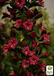 Саджанець Agro-Market Вейгела Брістоль рубі (Bristol Ruby) (44216) - мініатюра 2
