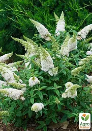 Саджанець Agro-Market Буддлея Давида White Profusion С3, висота 20-40см (153835) - мініатюра 3