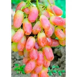 Саджанець Agro-Market Виноград Преображення (ранній термін дозрівання) 1 шт. в упаковці (17703) - мініатюра 2