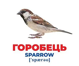 Карточки Домана Геній з пелюшок. Птахи України. Демонстраційний матеріал 10107193У - мініатюра 3