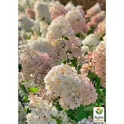 Саджанець Agro-Market Гортензія 3-х річна волотиста Grandiflora (176637) 1 шт. в упаковці - мініатюра 3