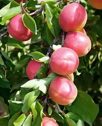 Саджанець Agro-Market Абрикос Перле Кот (літній сорт, середній термін дозрівання) (184954) 1 шт. в упаковці - мініатюра 2