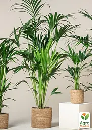 Саджанець Agro-Market Пальма Ховея Forsteriana кімнатна 70-100 см 1 шт. в упаковці (182537) - мініатюра 2