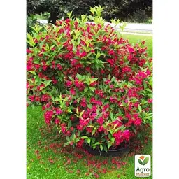 Саджанець Agro-Market Вейгела 2-х річна Red Prince С2 висота 20-40 см (103610) 1 шт. в упаковці - мініатюра 3