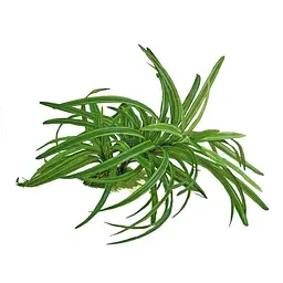 Рослина для акваріума Replica Dracena штучна, 25 см