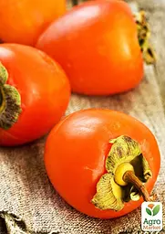 Хурма на віргінській морозостійкій підщепі Agro-Market "Бичаче серце" вкорінена в контейнері (саджанець 2 роки) (153263) 1 саджанець в упаковці - мініатюра 2