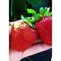 Саджанець Agro-Market Полуниця Луїза (Louise) 5шт (ремонтантний сорт) (37289) - мініатюра 3