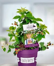 Саджанець Agro-Market LMTD Ожина Lucky Berry (висота 40-60 см, горщик С5) ремонтантна 2-х річна 1 саджанець (180016) - мініатюра 2