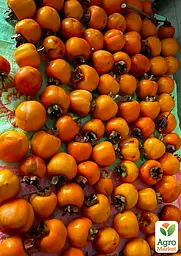 Саджанець Agro-Market Хурма Кіллен на віргінській морозостійкій підщепі 1 шт. в упаковці (101986) - мініатюра 4