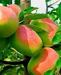 Саджанець Agro-Market Яблуня Сінап Алма-Атинській (зимовий сорт, пізній термін дозрівання) (23465) 1 шт. в упаковці - мініатюра 3