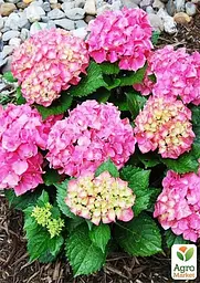 Саджанець Agro-Market Гортензія крупнолиста рожева Forever and ever Pink (64424) - мініатюра 2