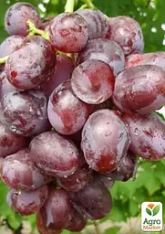 Саджанець Agro-Market Виноград Нізіна (середній термін дозрівання) 1 шт. в пакуванні (21270) - мініатюра 3