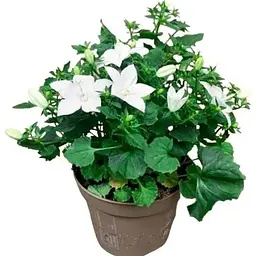 Цибулина Agro-Market Кампанула квітуча Isophylla Atlanta White (178711) 1 шт. - мініатюра 5