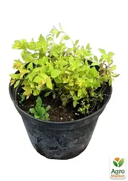 Саджанець Agro-Market Спірея Японська 2-х річна Goldflame вазон С5, висота 20-40см (115617) - мініатюра 3