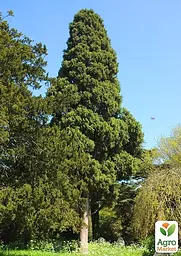 Кіпаріс Гімалайський 3-х річний (Cupressus Torulosa) С1,5 висота 70-80см (176356) 1 саджанець - мініатюра 2
