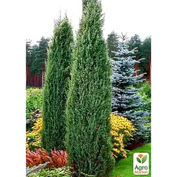 Саджанець Agro-Market Ялівець звичайний Хіберніка (Hibernica) горщик P9 (25861) - мініатюра 5