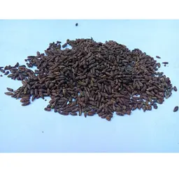 Береза Брунька Betula pendula