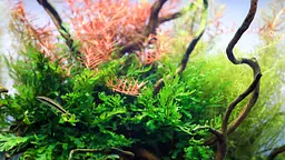 Залізо в таблетках Aquario Neo Tabs Plant Fe - мініатюра 6