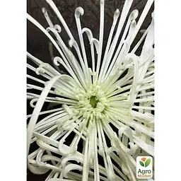 Саджанець Agro-Market Хризантема Fireworks Cream (низькоросла великоквіткова) (112744) 1 шт. в упаковці - мініатюра 2