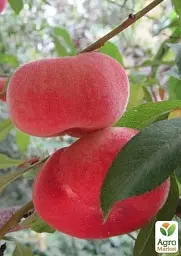 Саджанець Agro-Market Інжирний персик Сатурн (літній сорт, середній термін дозрівання) 1 шт. в упаковці (25783) - мініатюра 3