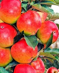 Саджанець Agro-Market Яблуня колоновидна Джин (зимовий сорт, пізній термін дозрівання) (35441) 1 шт. в упаковці - мініатюра 2